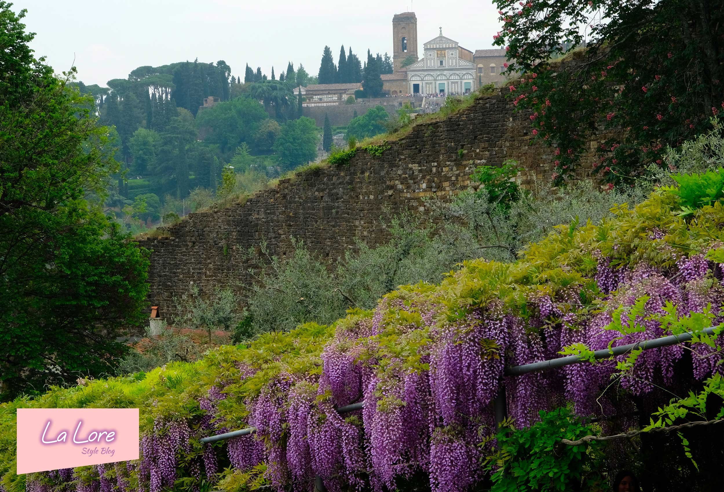 Glicine in fiore a Firenze appuntamento a Villa Bardini
